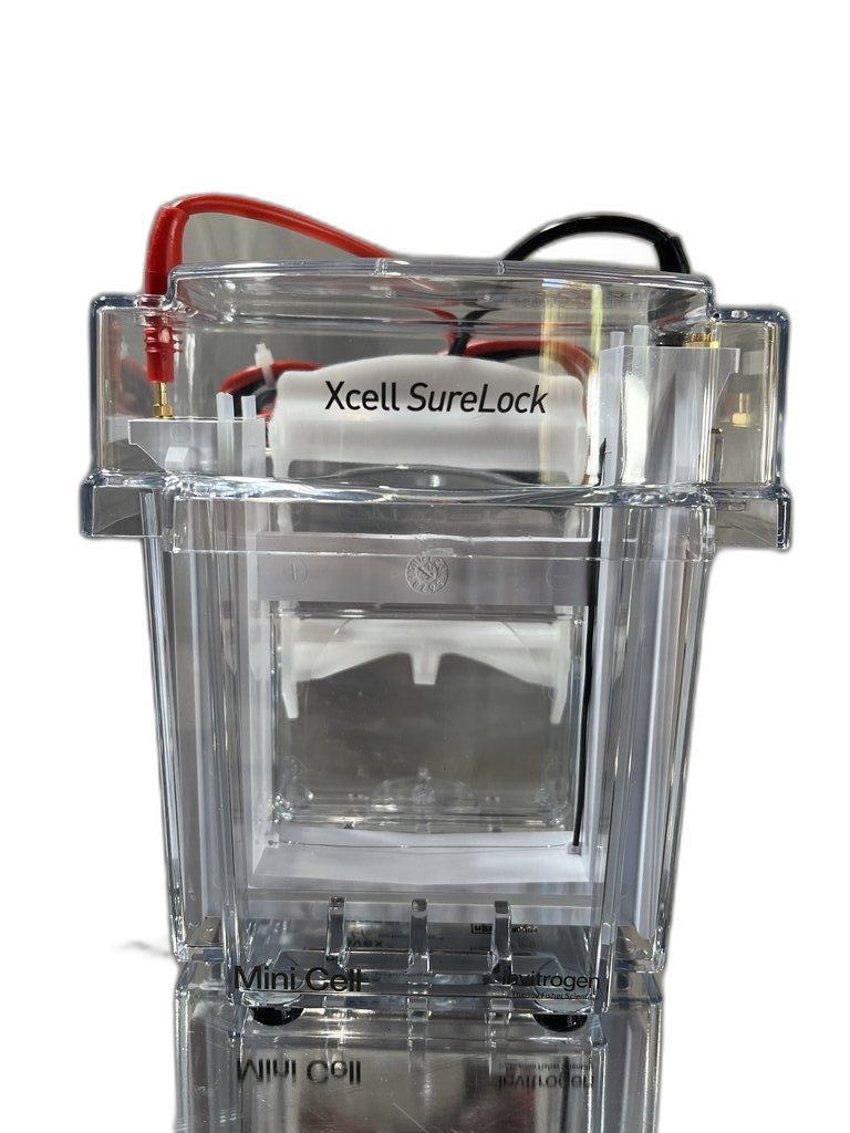 Invitrogen EI0001 XCell SureLock Electrophoresis Mini Cell System Efficient Use